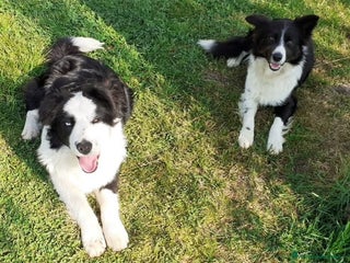Border Collie cani Cuccioli di Border Collie - Annuncio 1