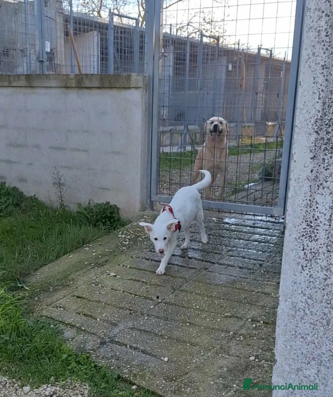 Meticcio cani in regalo: Stupendo Erik mix pastore svizzero in adozione  - Annuncio 3