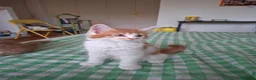 Maine Coon gatti in vendita: Cuccioli di maine coon - Annuncio 3
