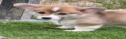 Corgi Pembroke cani in vendita: All.PAPILOVIT  - Annuncio 9