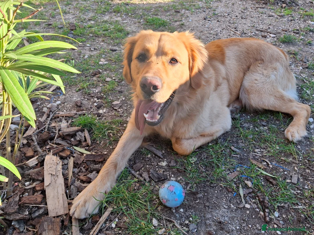 Meticcio cani in regalo: Regalo meticcio Labrador - Annuncio 5