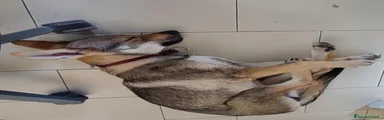 Lupo Cecoslovacco 1