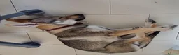 Lupo Cecoslovacco cani in vendita: Cucciola Cane Lupo Cecoslovacco a Provincia di Vicenza - Annuncio 5