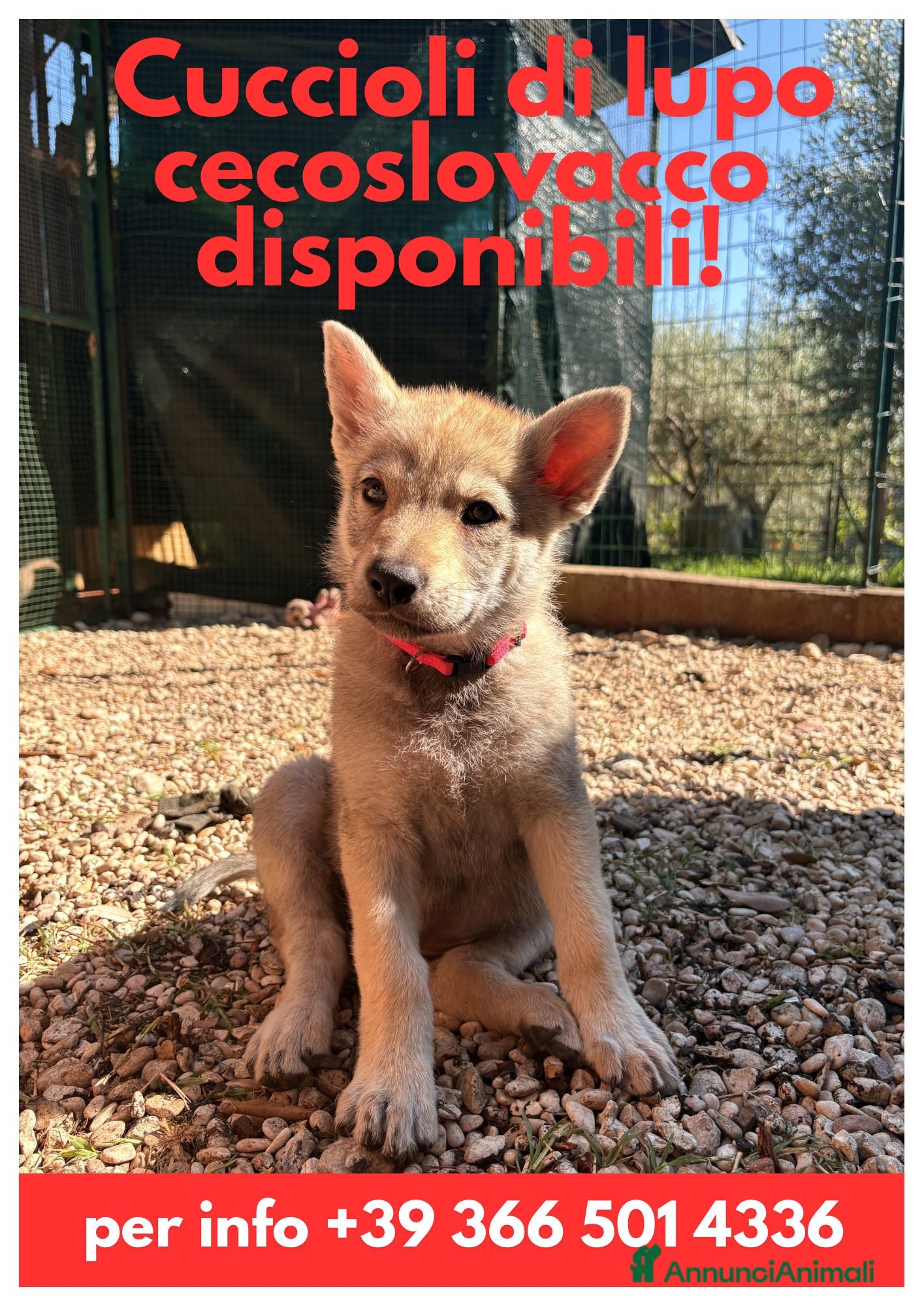 Lupo Cecoslovacco cani Cuccioli Lupo Cecoslovacco - Annuncio 2