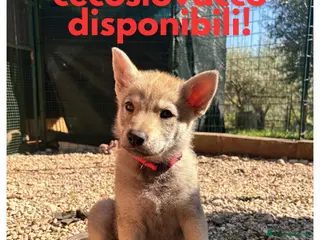 Lupo Cecoslovacco cani Cuccioli Lupo Cecoslovacco - Annuncio 2