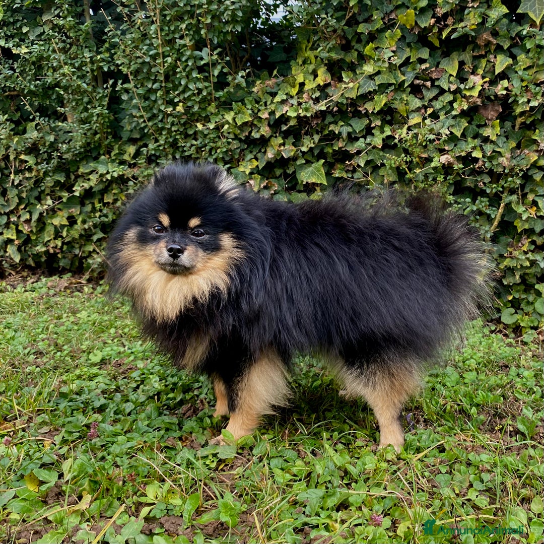 Spitz cani per accoppiamento:  SPITZ DI POMERANIA MASCHIO PER MONTA  - Annuncio 4