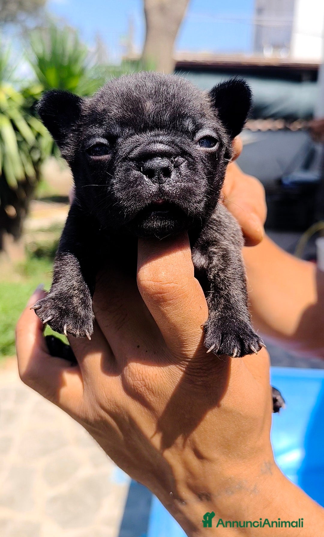Bulldog Francese cani in vendita: Bulldog francese cuccioli enci a Provincia di Salerno - Annuncio 17