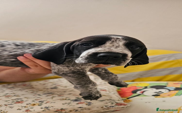 Bracco cani a Provincia di Rimini - Annuncio 1