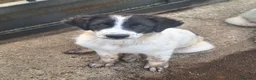 Meticcio cani in vendita: 🐶Cucciola femmina Pastore Maremmano e dei Pirenei - Annuncio 8