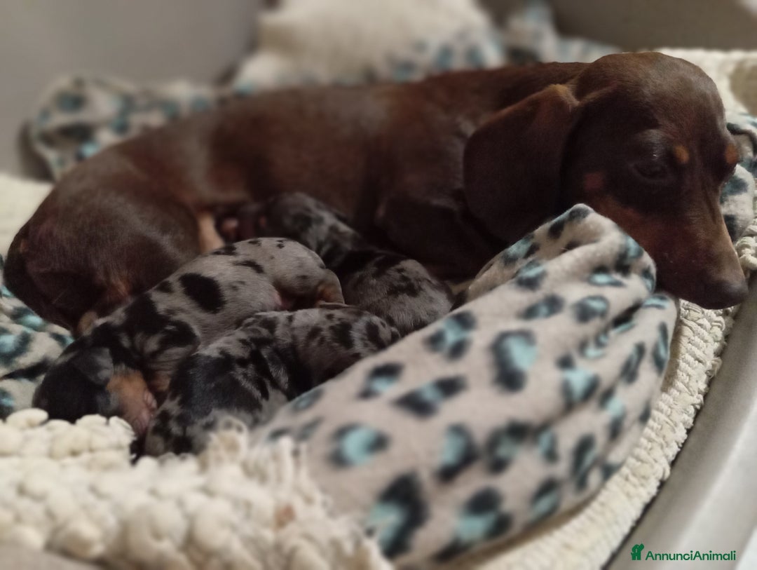 Bassotto cani in vendita: Bassotti arlecchino  - Annuncio 2