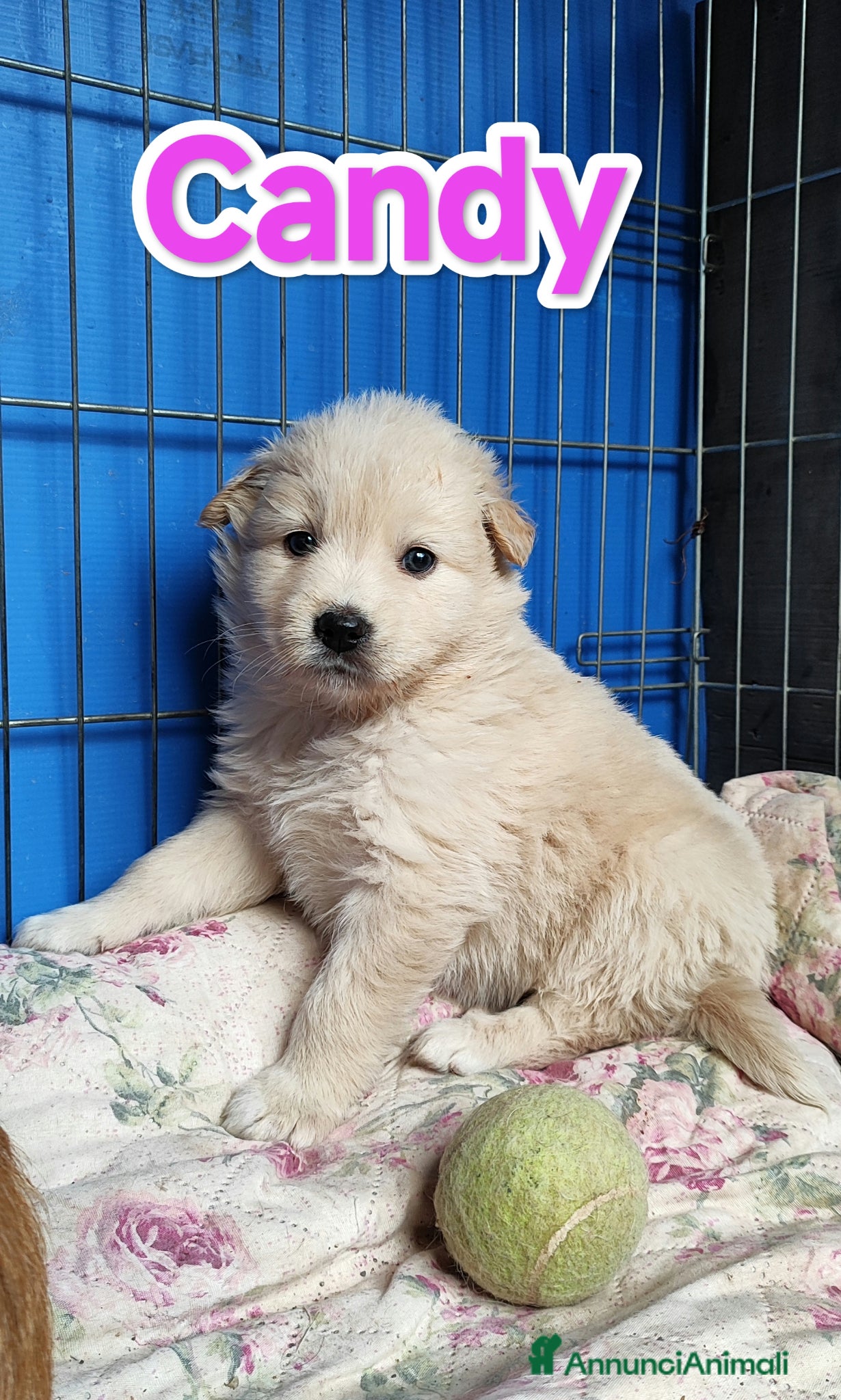Meticcio cani Cuccioli adulti taglie piccola media e grande - Annuncio 4