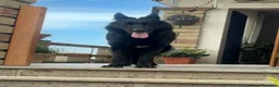 Pastore Tedesco cani in vendita: 4 cucciole Pastori Tedeschi Neri - Annuncio 4