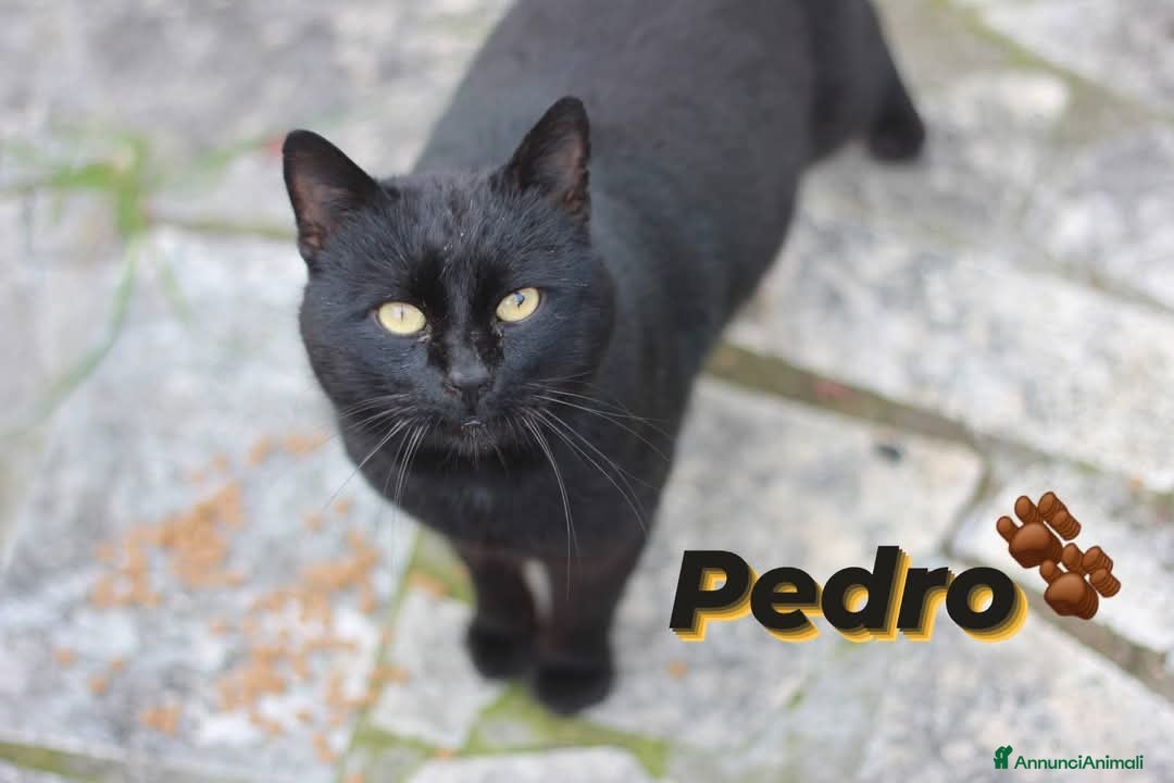 Europeo gatti in regalo: 💙 PEDRO 💙 - Annuncio 3