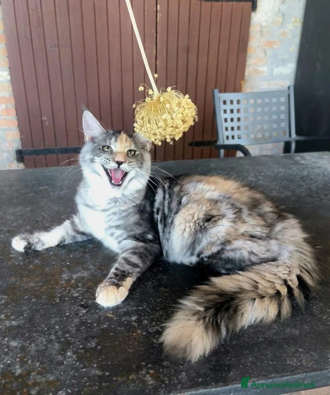 Maine Coon gatti in vendita: Meravigliosa cucciola di Maine Coon linea russa - Annuncio 1