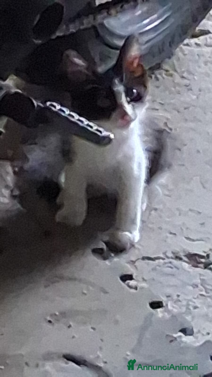 Meticcio gatti Gattino CERCA CASA - Annuncio 3