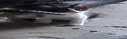 Meticcio gatti in regalo: Gattino CERCA CASA a Città Metropolitana di Napoli - Annuncio 1