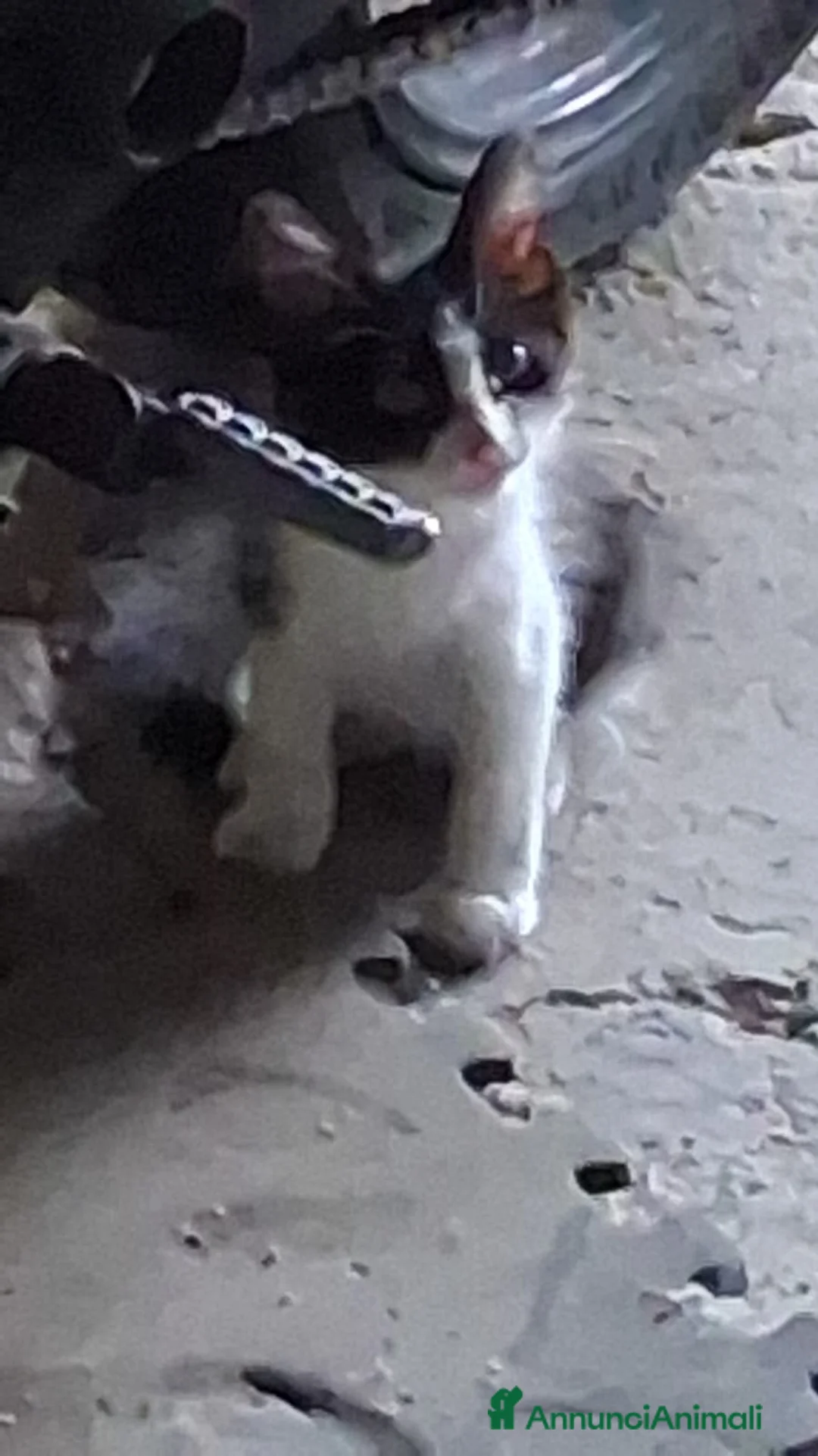 Meticcio gatti in regalo: Gattino CERCA CASA a Città Metropolitana di Napoli - Annuncio 1