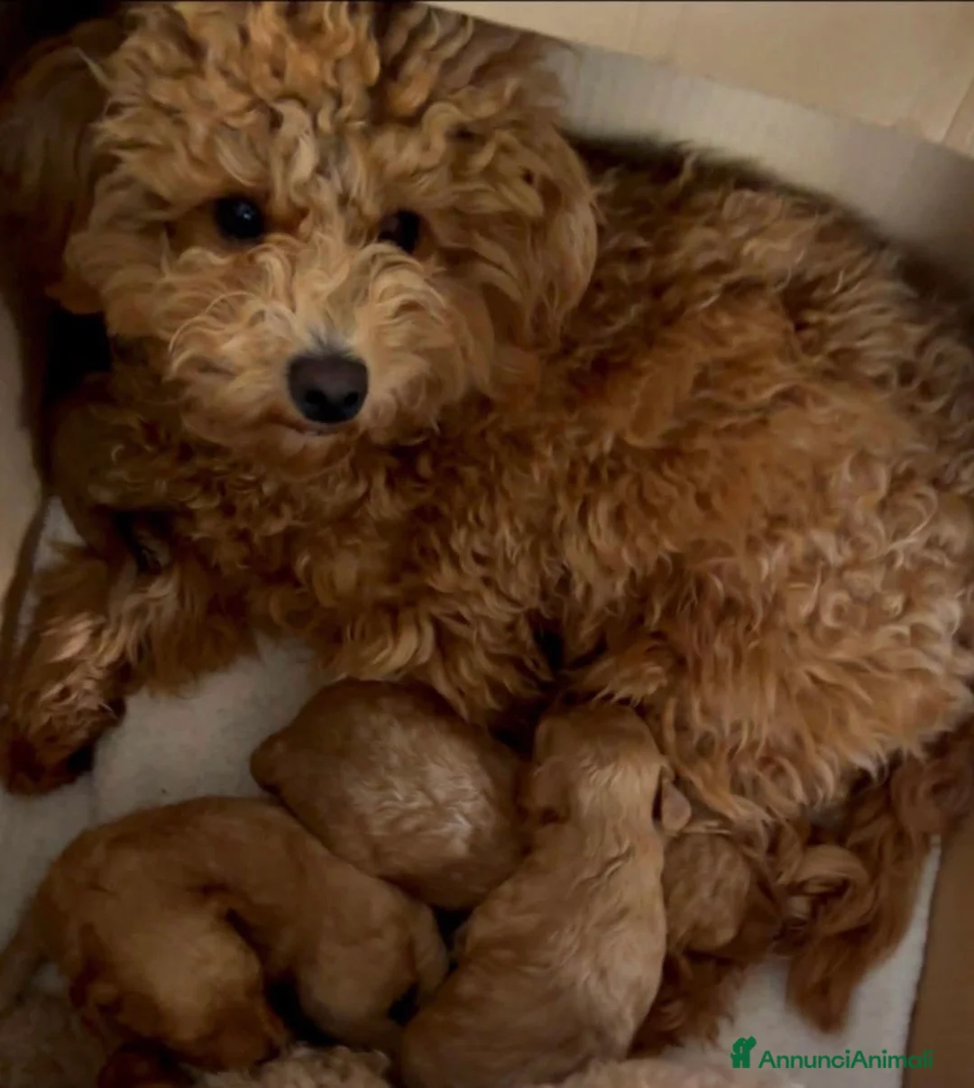 Barboncino cani in vendita: Barboncino nano❤️ - Annuncio 3