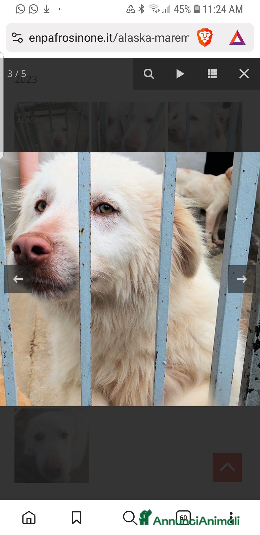 Meticcio cani in regalo: ADOZIONI DEL CUORE: buono e gentile…ti aspetta - Annuncio 3