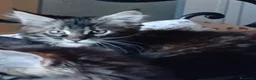 Maine Coon gatti in vendita: Cucciola di Maine coon  - Annuncio 2