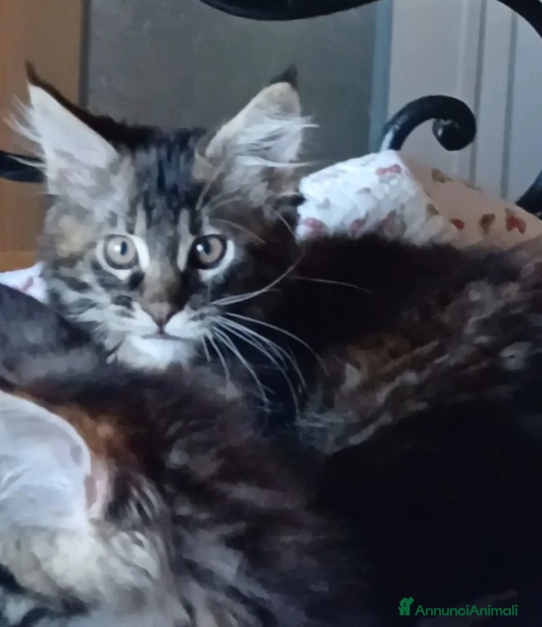 Maine Coon gatti in vendita: Cucciola di Maine coon  - Annuncio 2