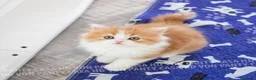 Scottish gatti in vendita: Cuccioli Scottish Highland con Pedigree - Annuncio 11