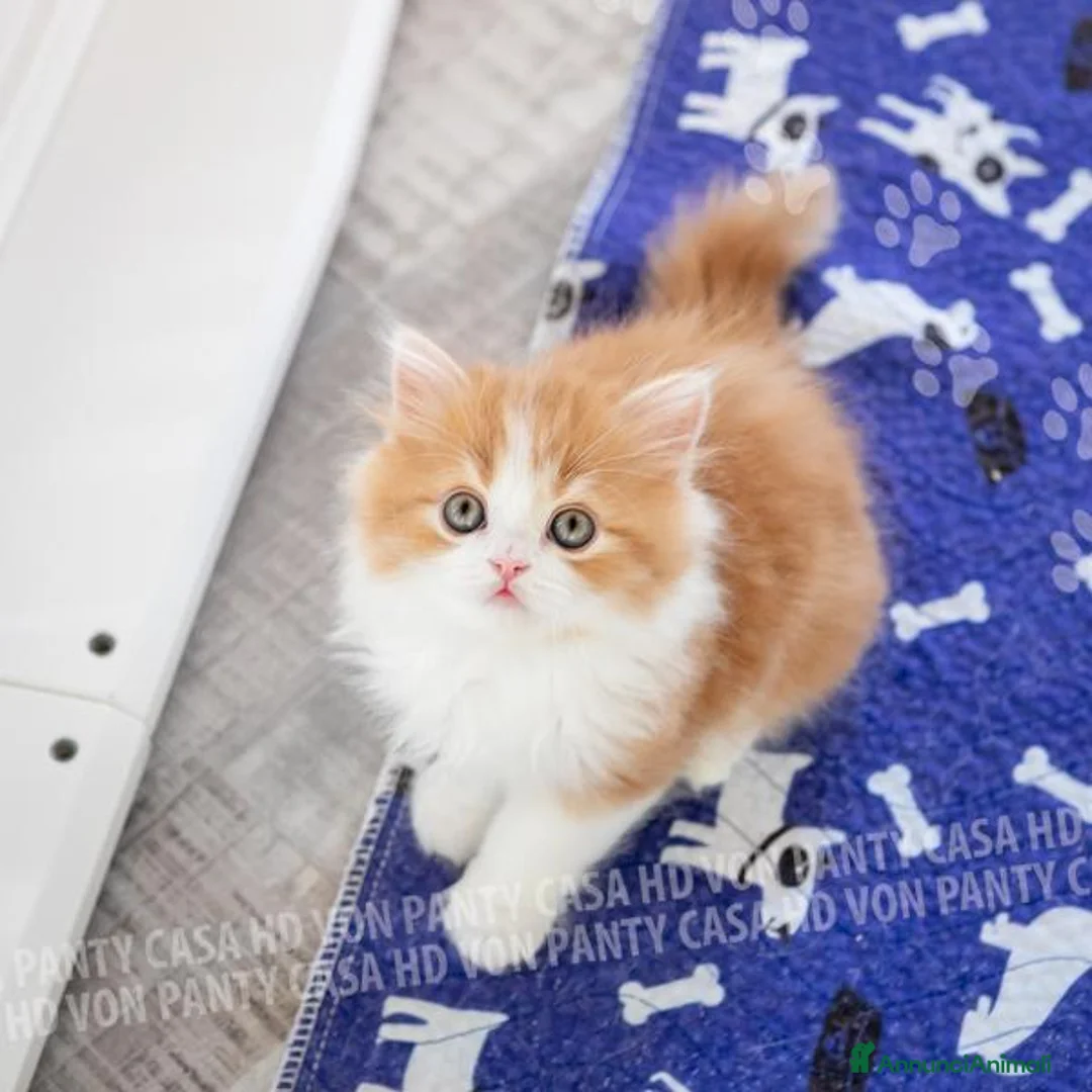 Scottish gatti in vendita: Cuccioli Scottish Highland con Pedigree - Annuncio 11