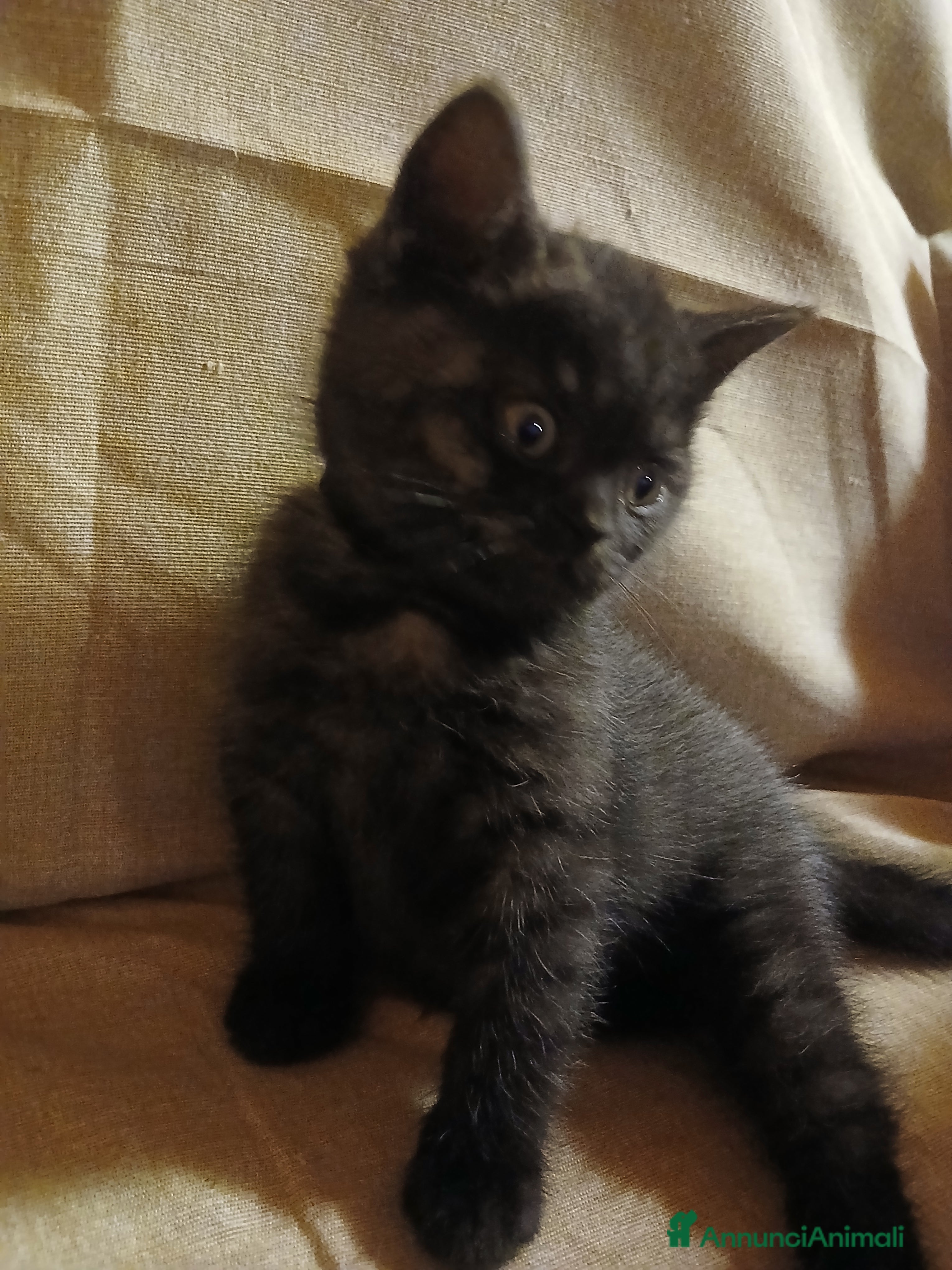 Scottish gatti Cucciolo scottish straight  - Annuncio 2