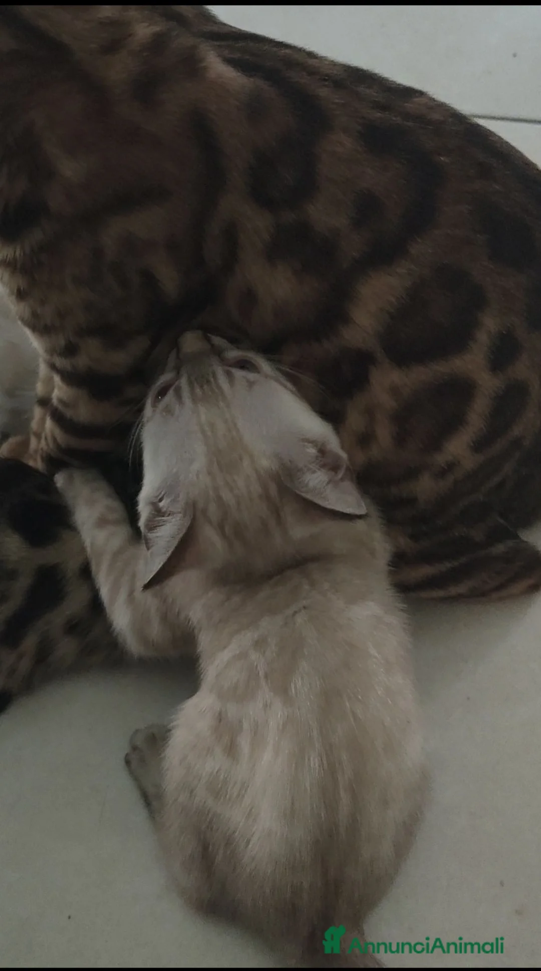 Bengala gatti in vendita: Meravigliosa gattina Bengala snow Lynx  - Annuncio 7