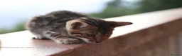 Bengala gatti in vendita: Cuccioli Bengala a Provincia di Cosenza - Annuncio 12