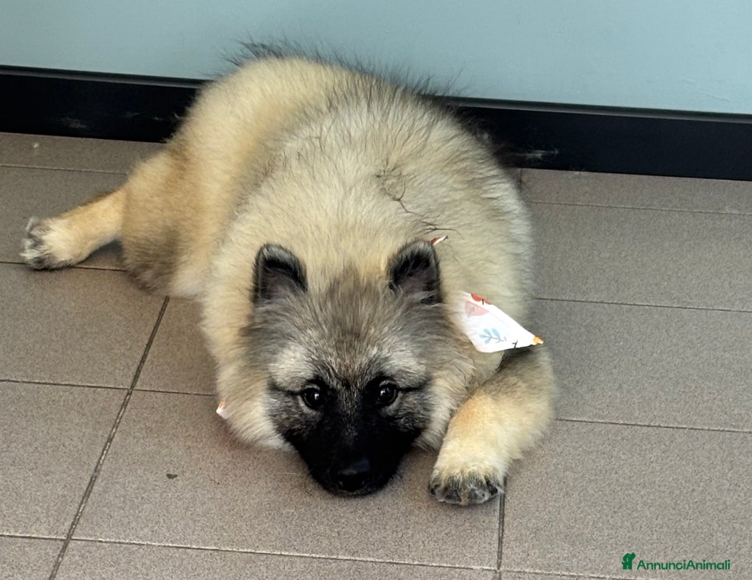 Wolfspitz cani in vendita: Cuccioli Wolfspitz/Keeshond a Provincia di Como - Immagine 3