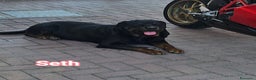 Rottweiler cani in vendita: Cuccioli rottweiler  - Annuncio 4