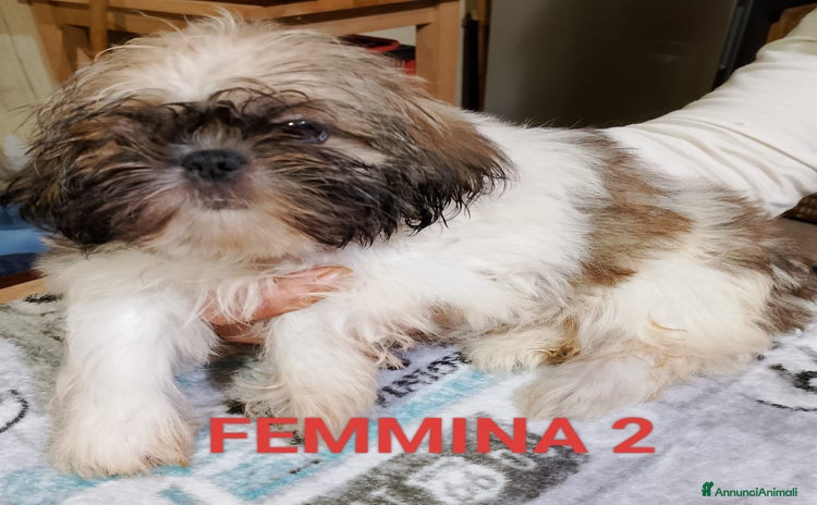 Shih Tzu cani - Annuncio 3