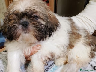 Shih Tzu cani Cuccioli di shitzu - Annuncio 35
