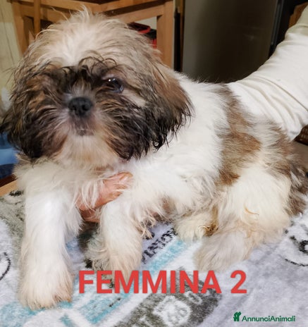 Shih Tzu cani - Annuncio 3