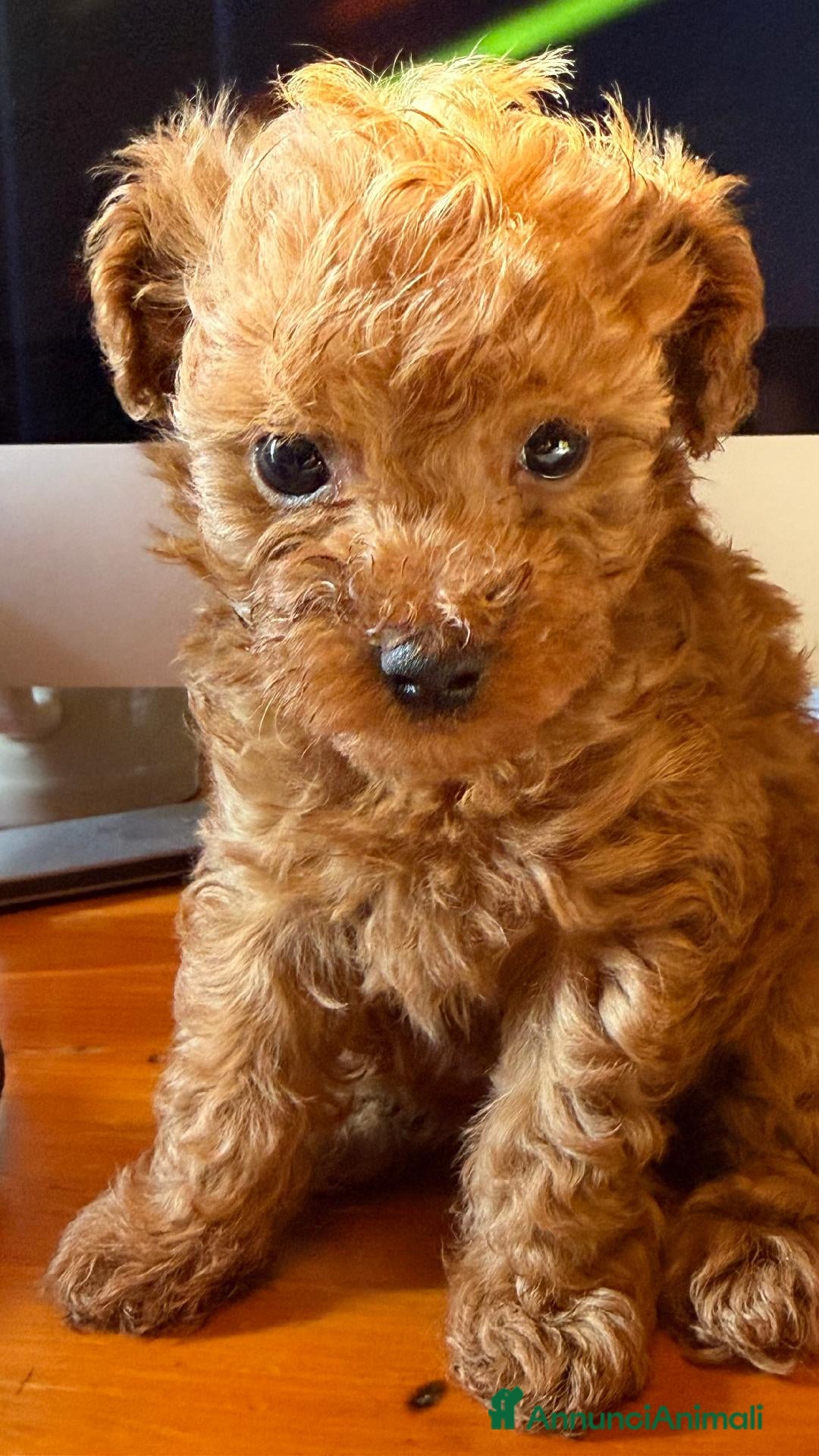 Barboncino Toy cani Cucciola Femmina genitori toy  - Annuncio 2