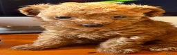 Barboncino Toy cani in vendita: Cucciola Femmina genitori toy  - Annuncio 2