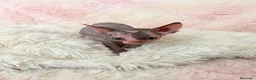 Sphynx gatti in vendita: Sphynx o gatto nudo - Annuncio 8