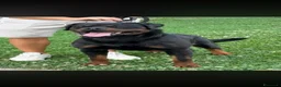Rottweiler cani in vendita: Cuccioli di Rottwelier con pedigree  - Annuncio 4