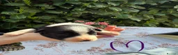 Border Collie cani in vendita: Border collie  - Annuncio 2