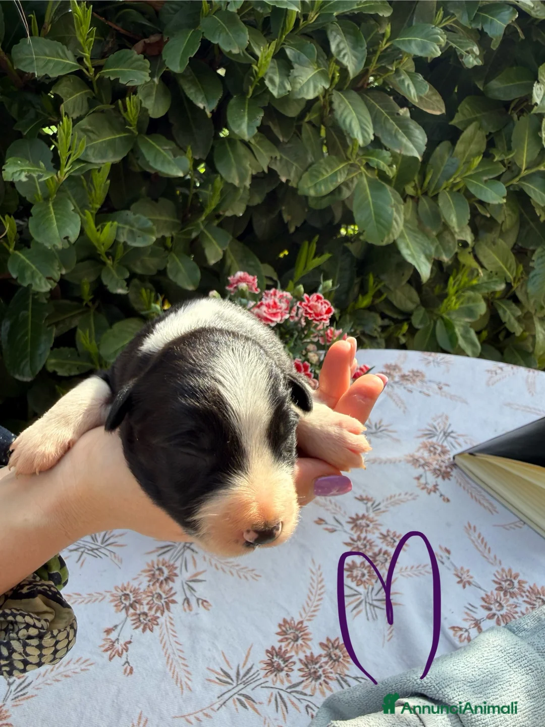 Border Collie cani in vendita: Border collie  - Annuncio 2