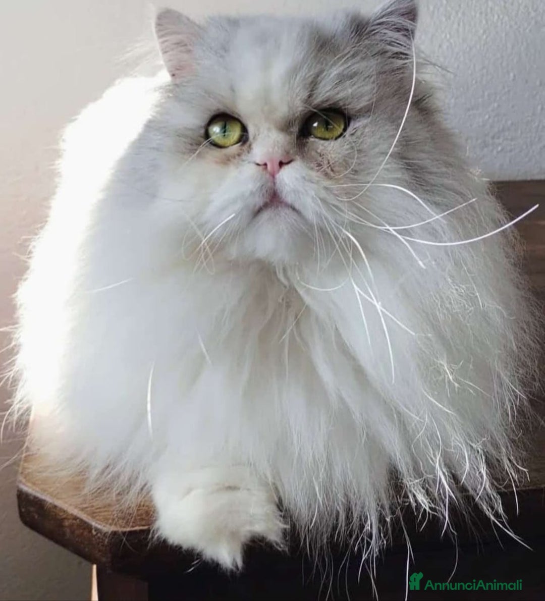 Persiano gatti in vendita: Cucciolo di persiani normotipo MASCHIO  - Annuncio 19