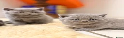 Scottish gatti in vendita: Gattini Scottish  a Provincia di Reggio Emilia - Annuncio 8