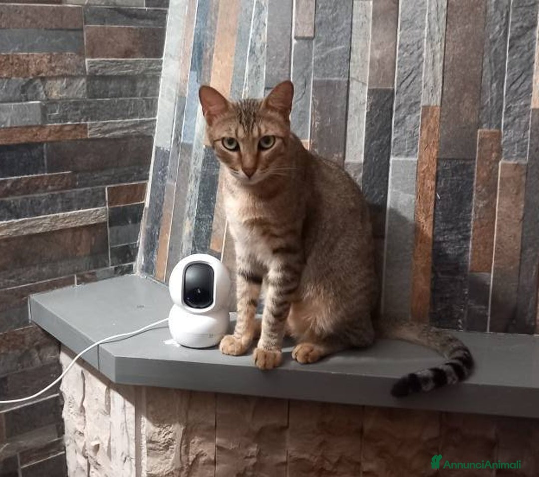 Europeo gatti in regalo: JAMES adorabile gattino in adozione! - Annuncio 5