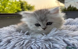 Persiano gatti in vendita: Gattini persiani Chinchilla e Himalayani  a Provincia di Ravenna - Immagine 21