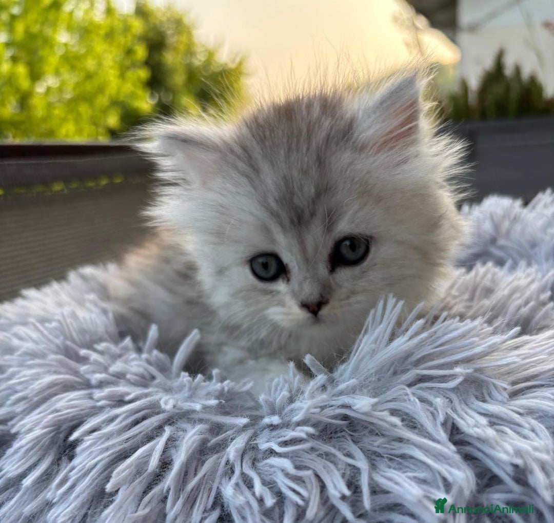 Persiano gatti in vendita: Gattini persiani Chinchilla e Himalayani  a Provincia di Ravenna - Immagine 21