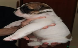 Bulldog cani in vendita: cuccioli di Bulldog inglese a Provincia di Brescia - Immagine 1