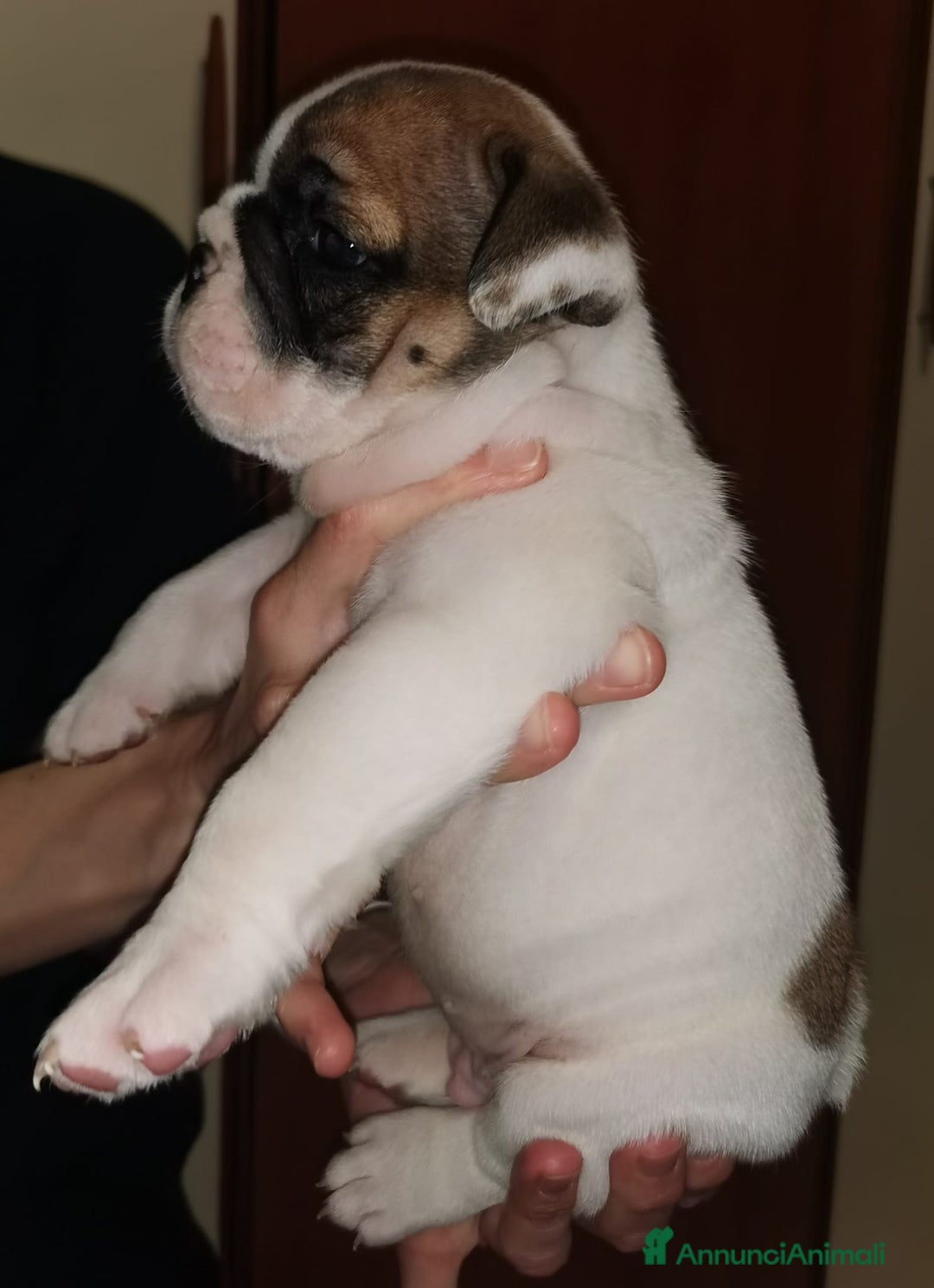 Bulldog cani in vendita: cuccioli di Bulldog inglese a Provincia di Brescia - Immagine 1