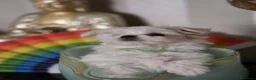 Maltese cani in vendita: 4 Principini bianchi Maltesi - Annuncio 8