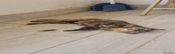 Meticcio gatti in regalo: Sara e i suoi cuccioli  a Provincia di Monza e della Brianza - Annuncio 2